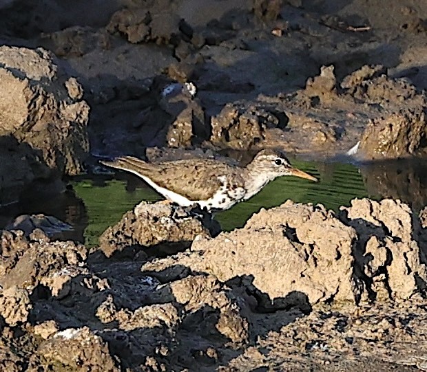 Spotted Sandpiper - ML639211267