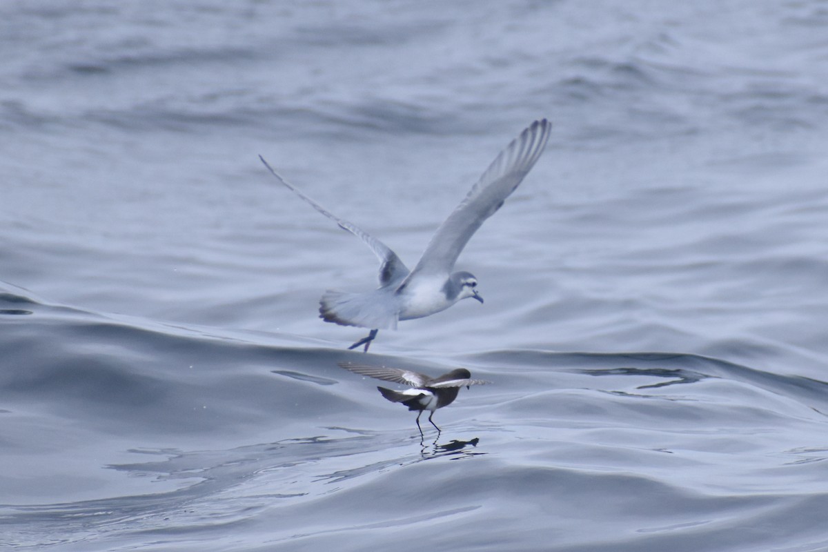Pincoya Storm-Petrel - ML639211275