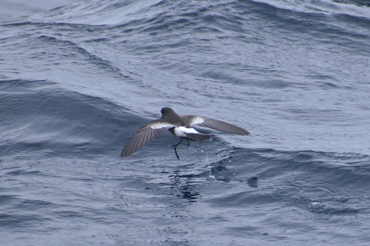 Pincoya Storm-Petrel - ML639211323