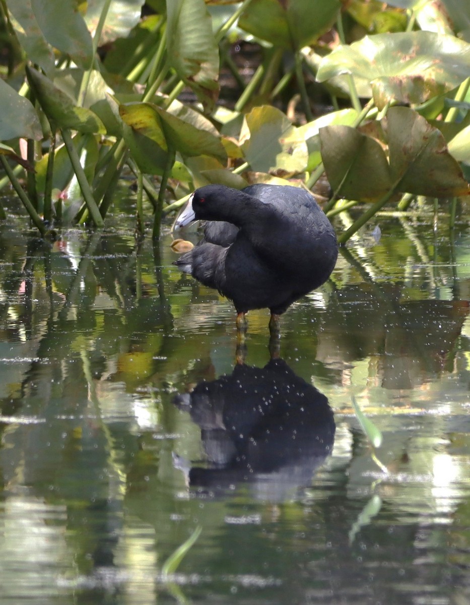 American Coot - ML639211334