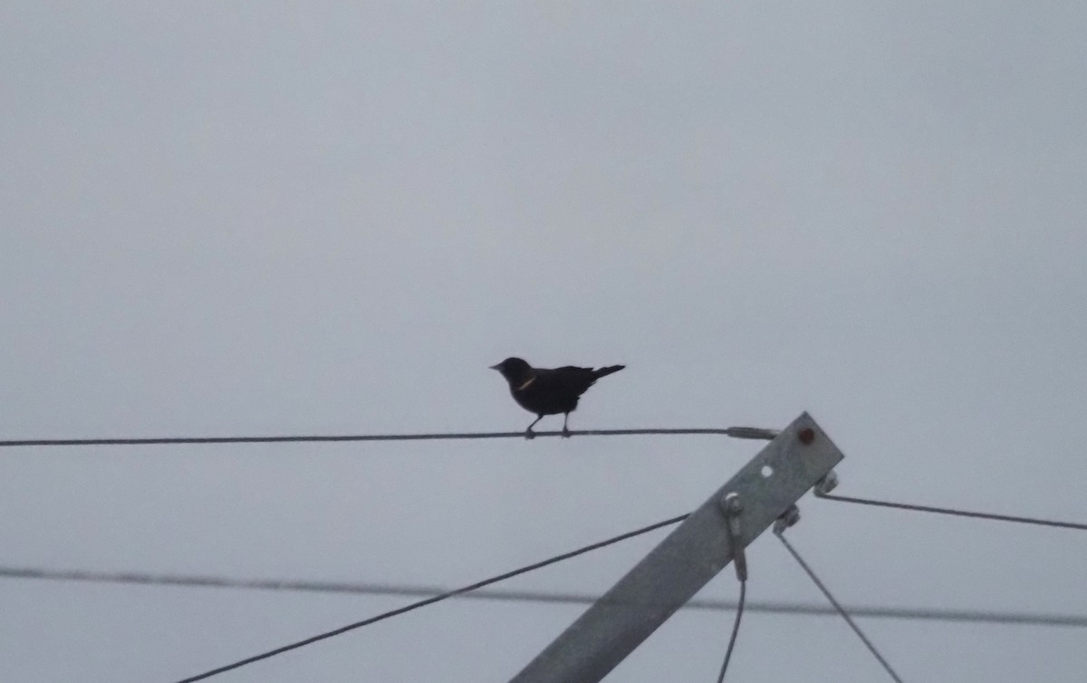 Red-winged Blackbird - ML639211346