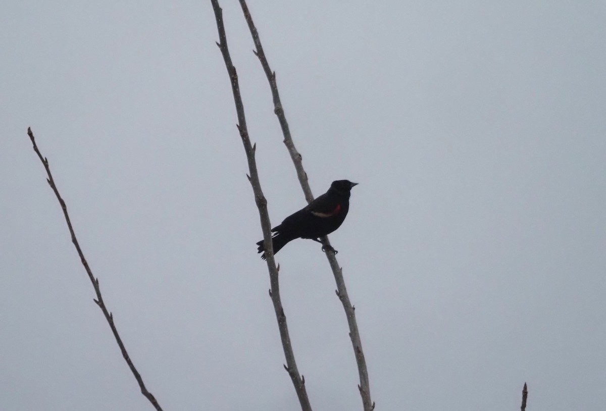 Red-winged Blackbird - ML639211348