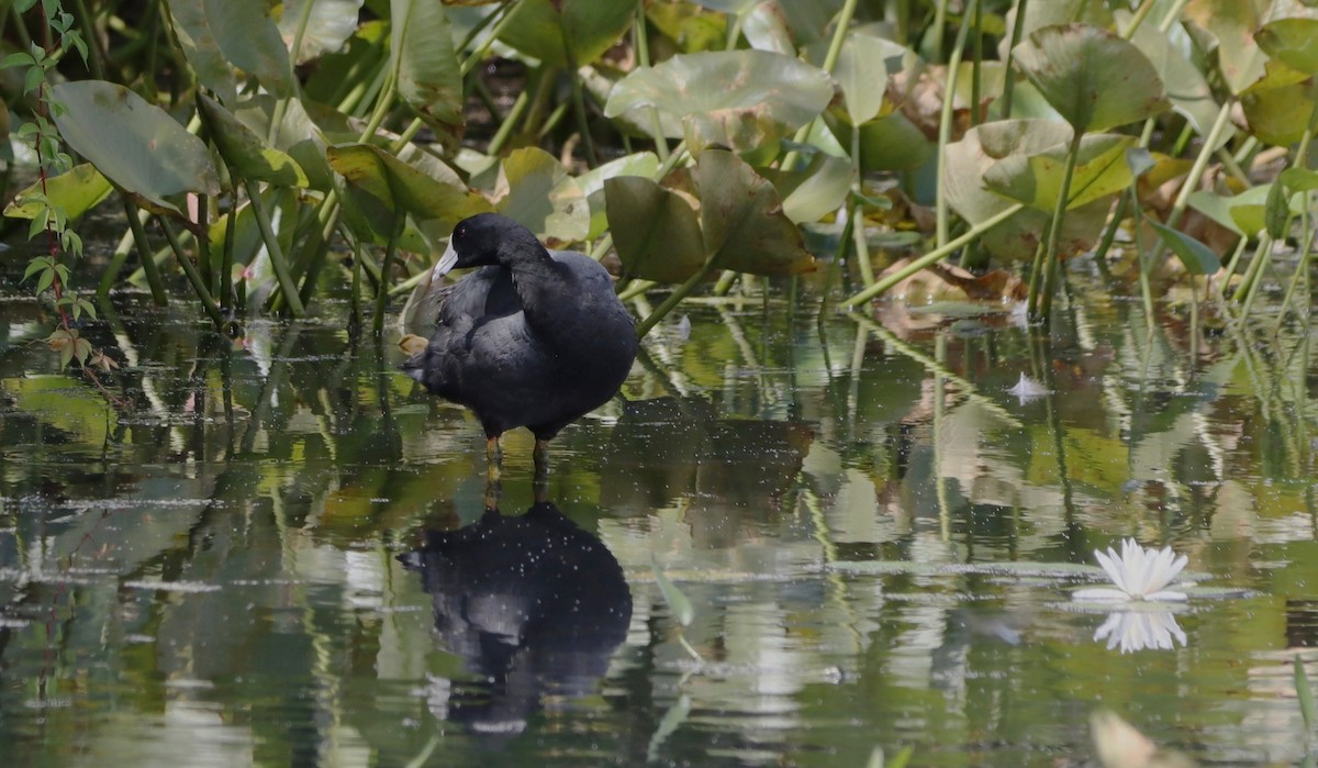 American Coot - ML639211371