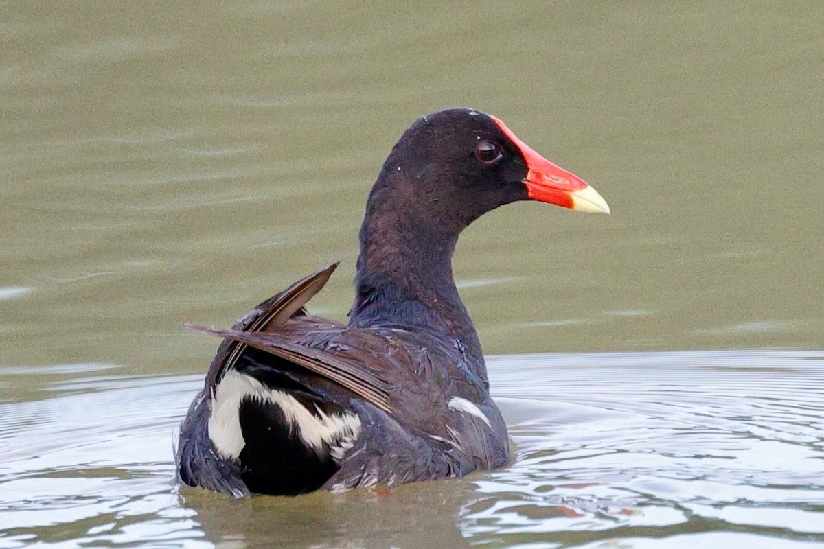Common Gallinule - ML639211454