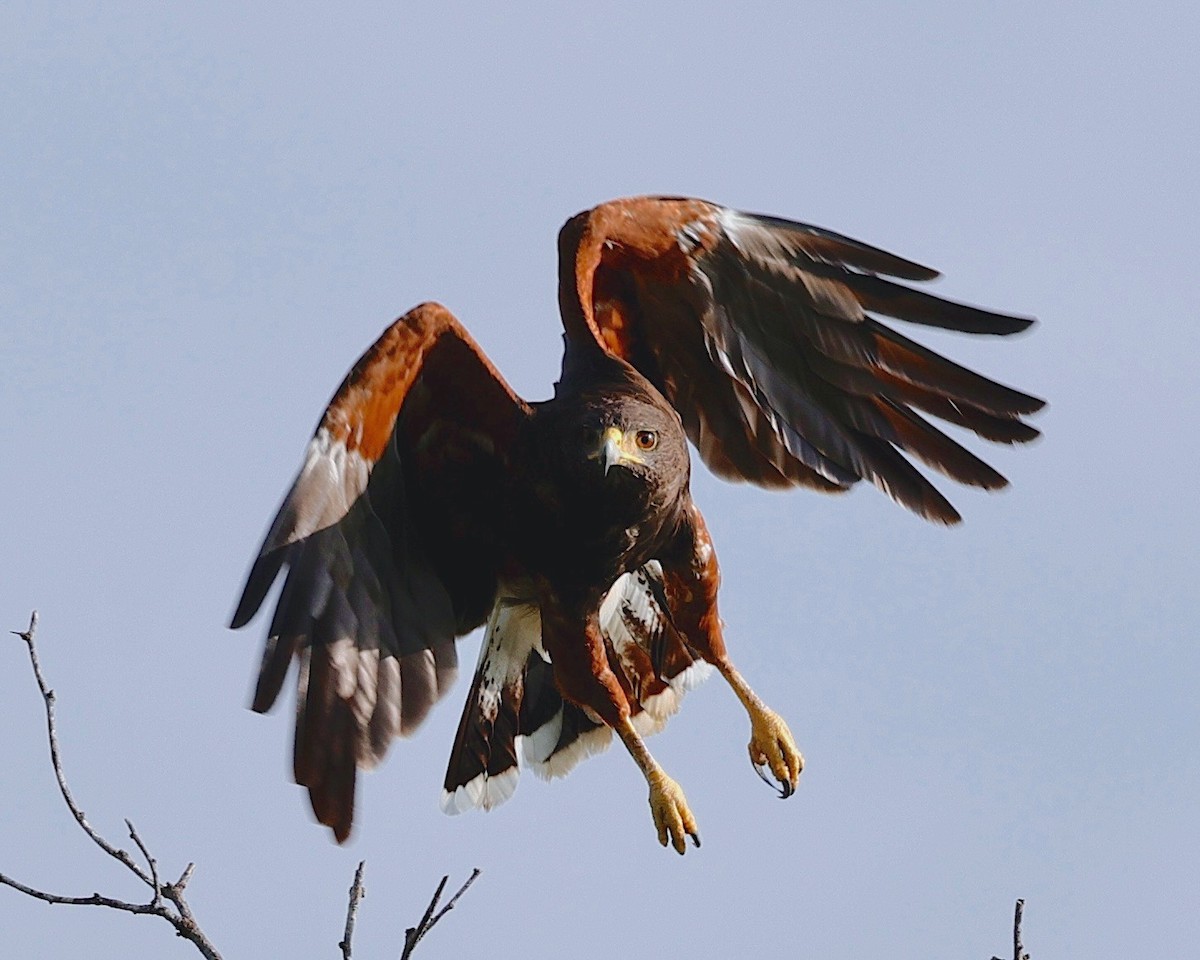Harris's Hawk - ML639211507