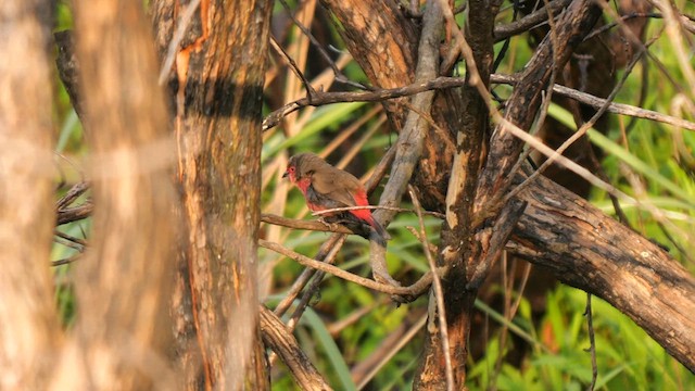 African Firefinch - ML639211528