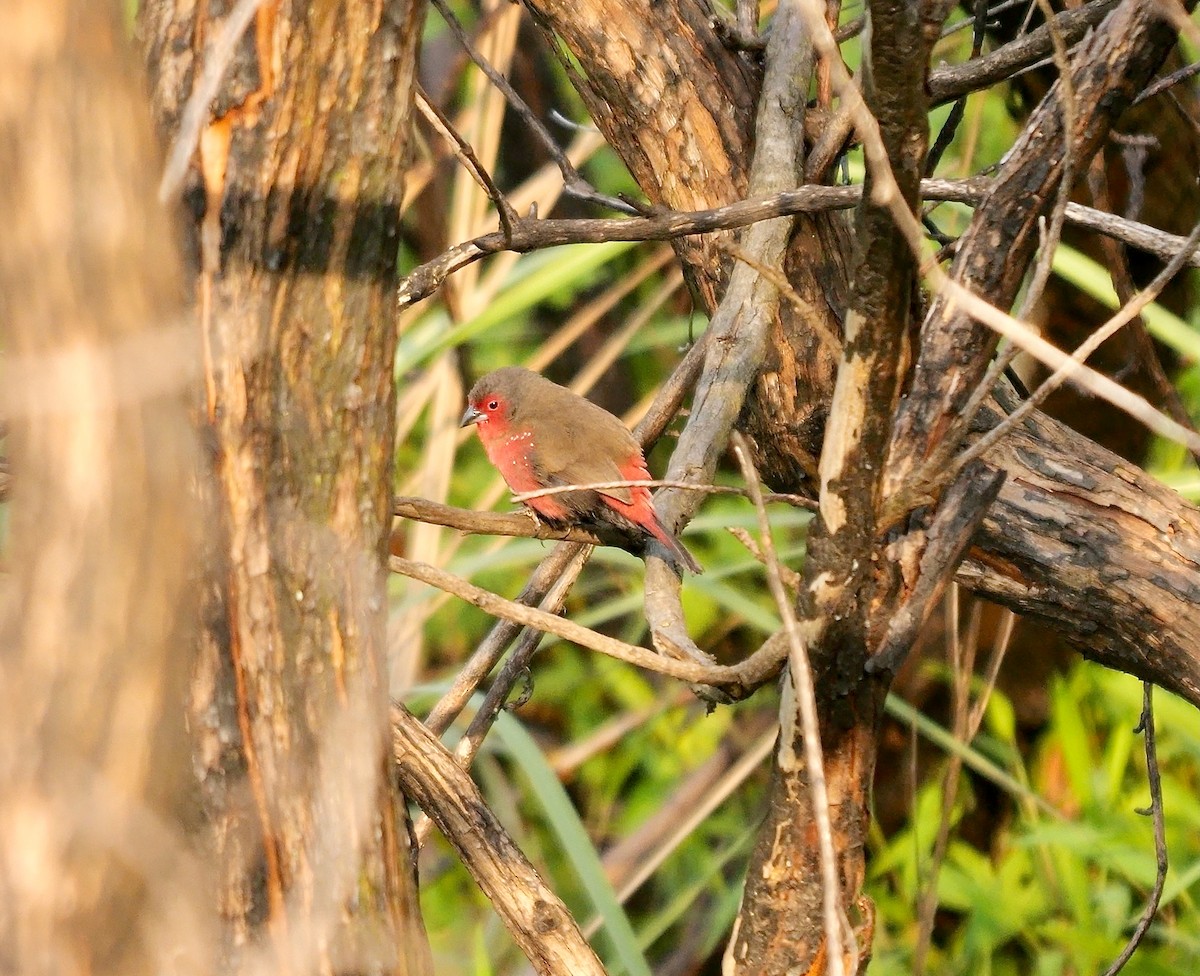 African Firefinch - ML639211596