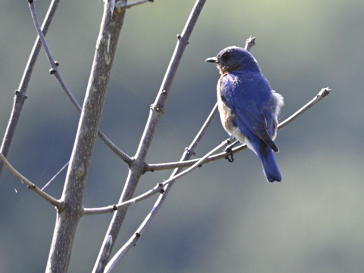 Eastern Bluebird - ML639211648