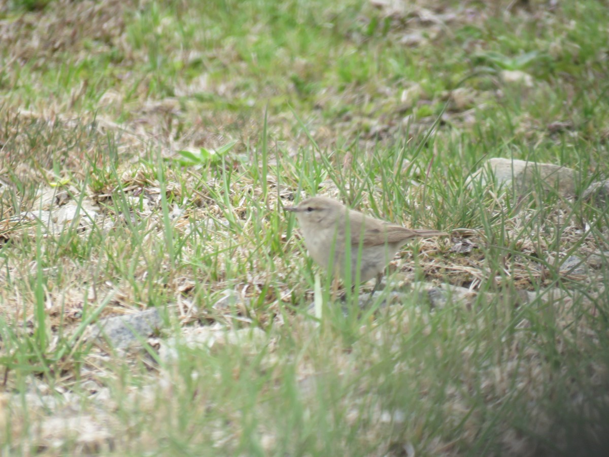 Plain Leaf Warbler - ML639211803