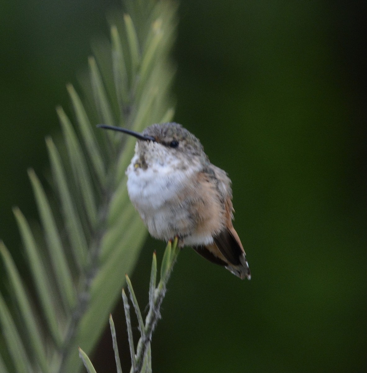 Allen's Hummingbird - ML639211864