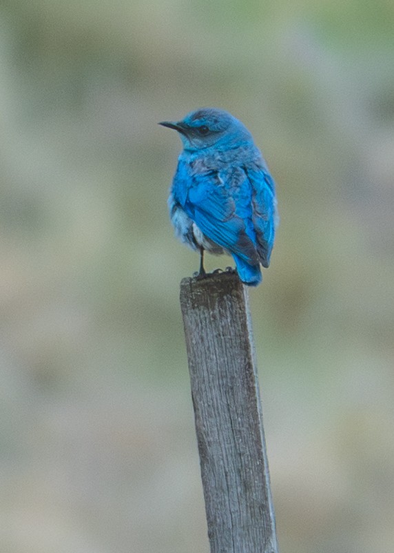 Mountain Bluebird - ML639211988