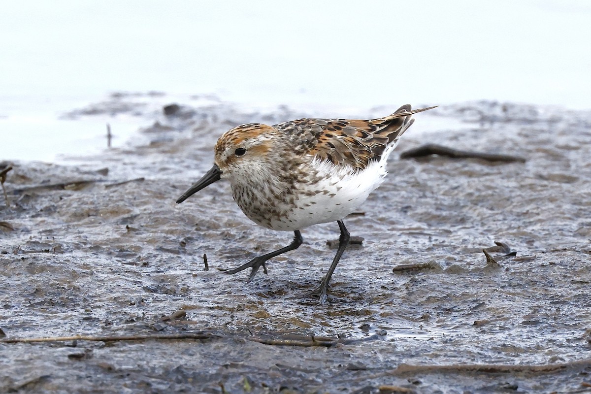 Western Sandpiper - Charlie Kaars