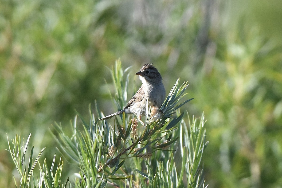 Brewer's Sparrow - ML639212088