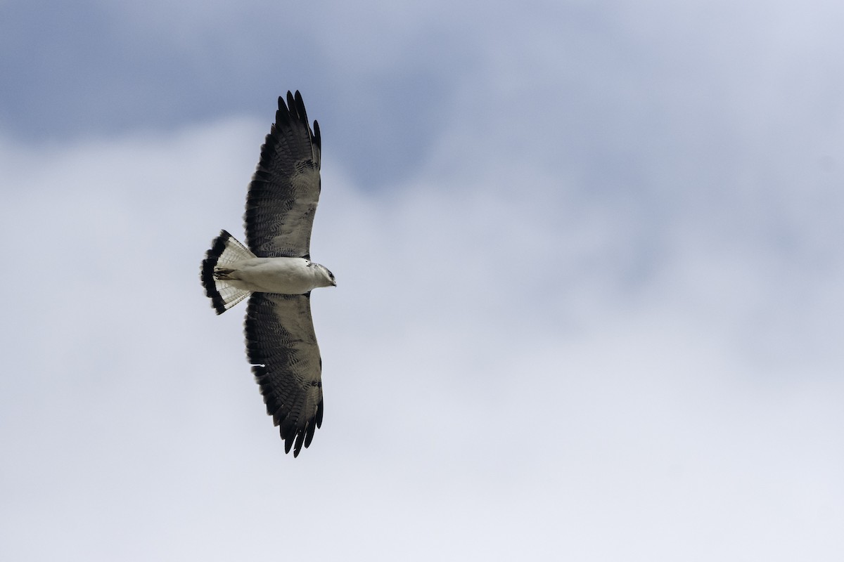 Variable Hawk - ML639212103