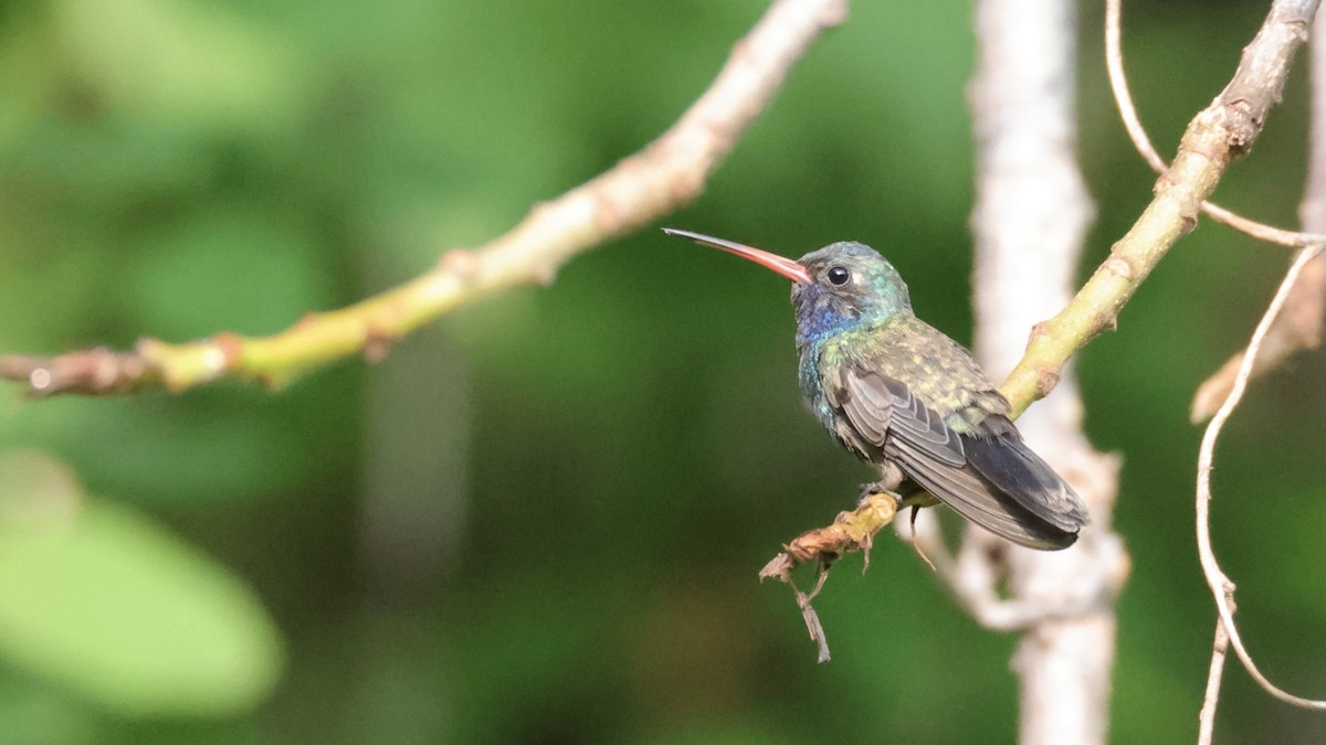 Turquoise-crowned Hummingbird - ML639212201