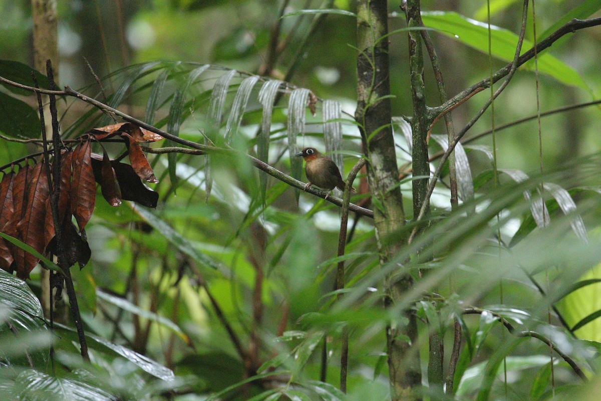 Rufous-throated Antbird - ML639212240