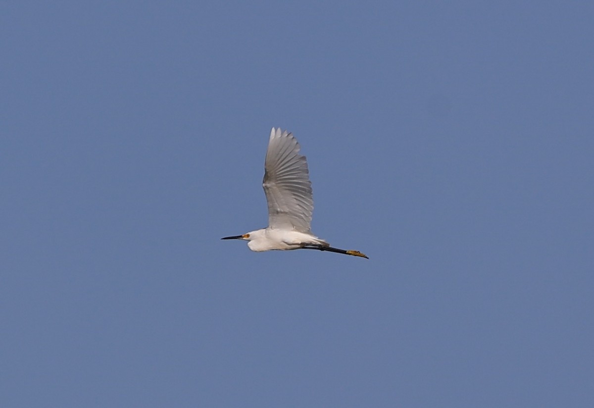Snowy Egret - ML639212351