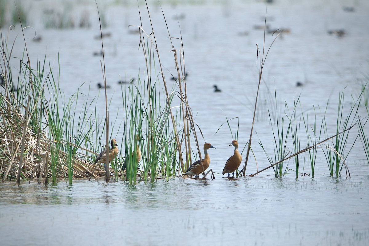 Fulvous Whistling-Duck - ML639212389