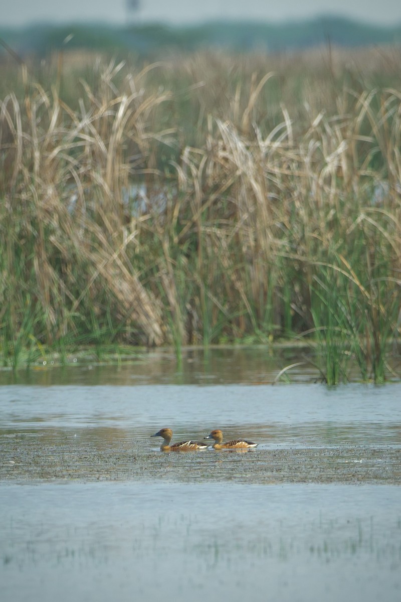 Fulvous Whistling-Duck - ML639212447