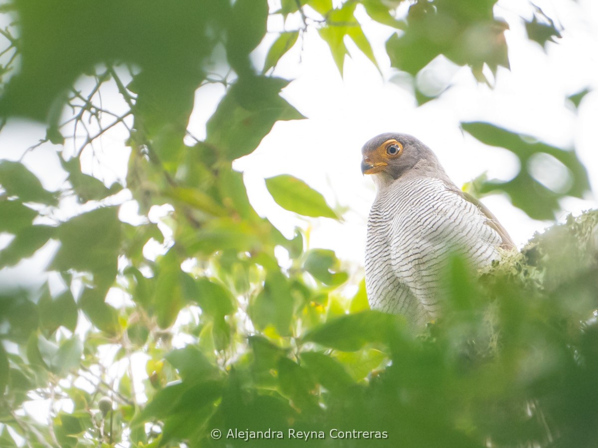 sokolec pralesní - ML639212456