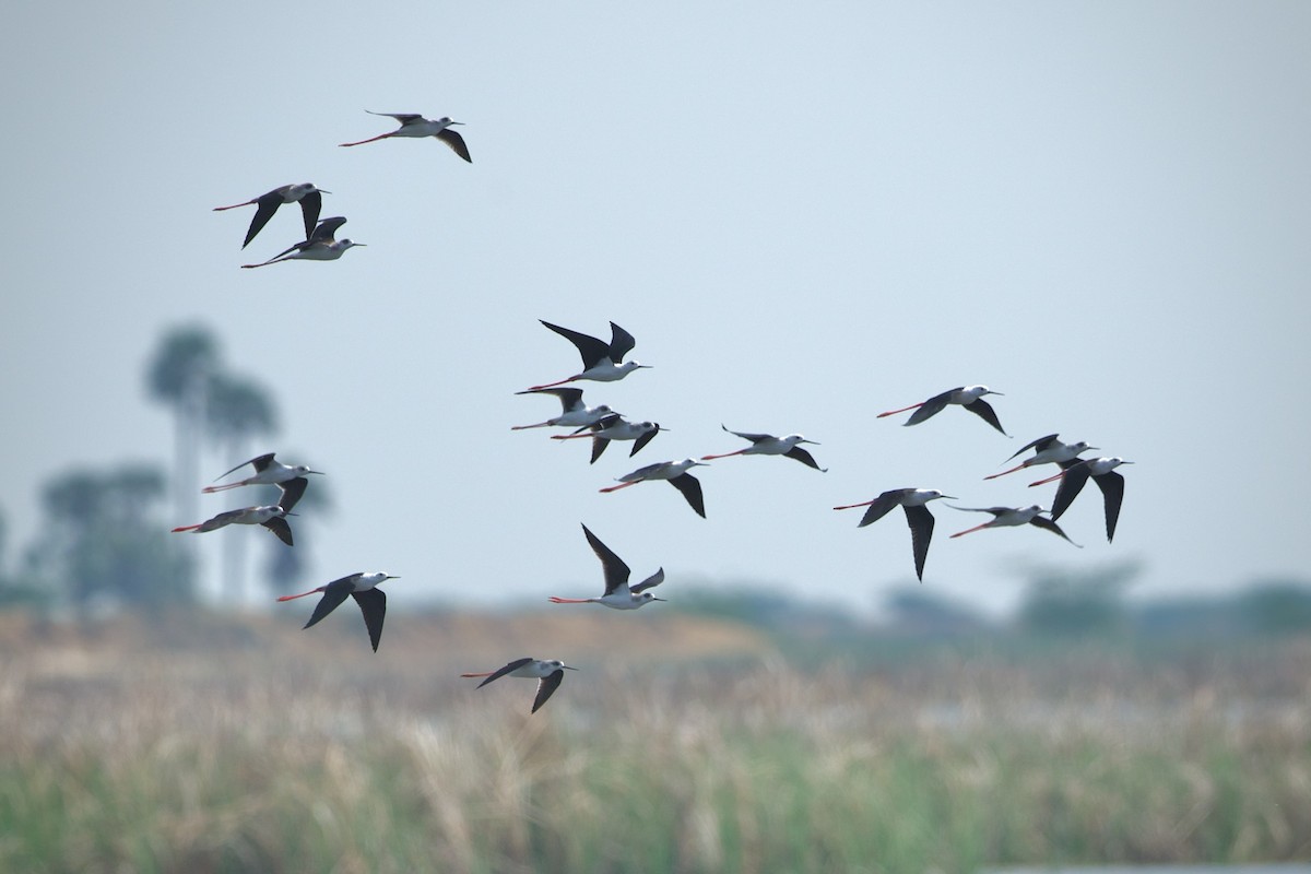 Black-winged Stilt - ML639212462