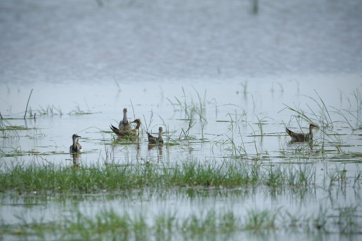 Pheasant-tailed Jacana - ML639212474