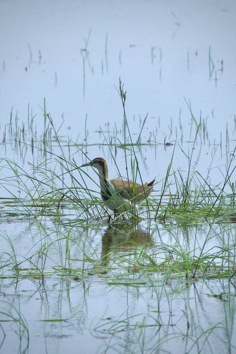 Pheasant-tailed Jacana - ML639212480