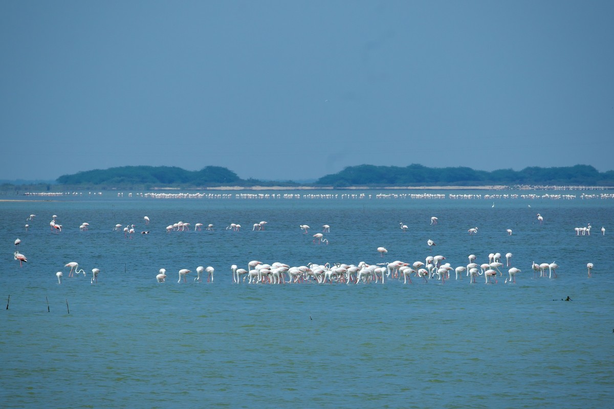 Greater Flamingo - ML639212485