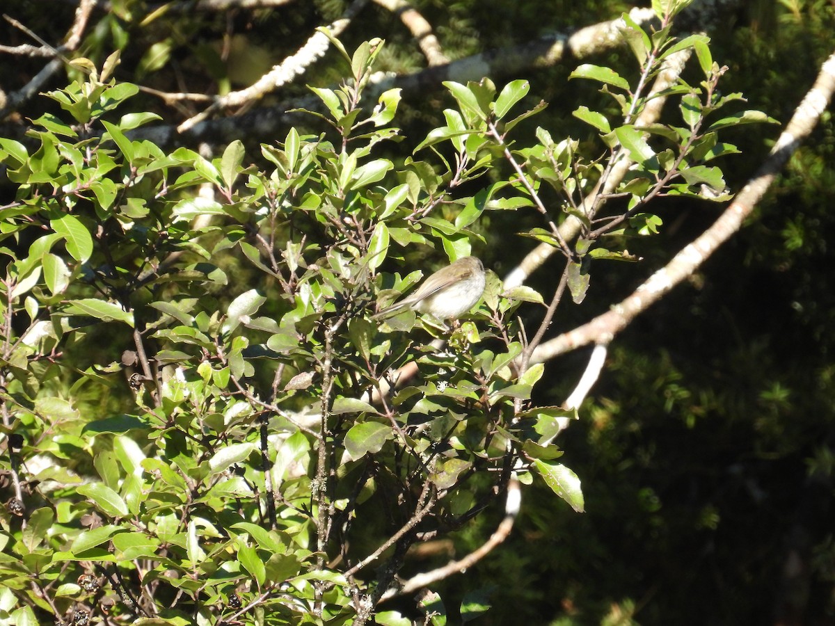 Gray Gerygone - ML639212489