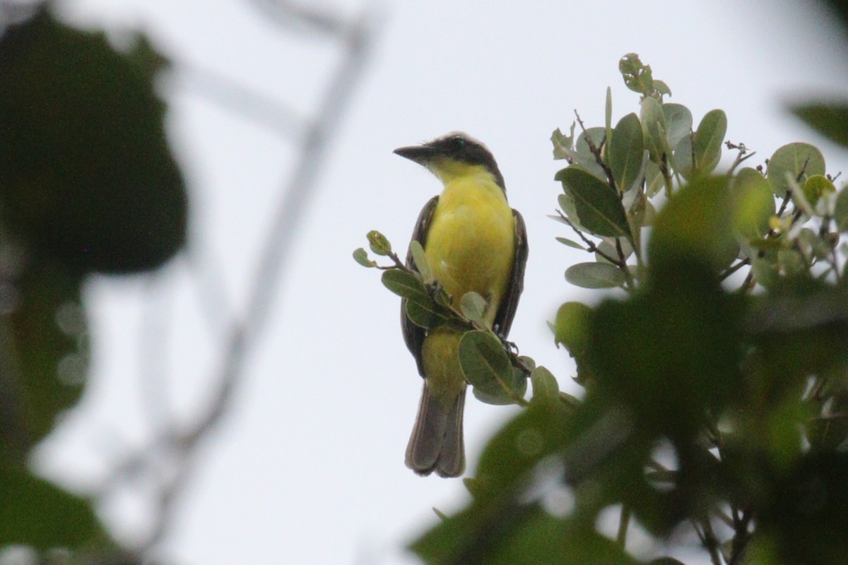 Yellow-throated Flycatcher - ML639212641