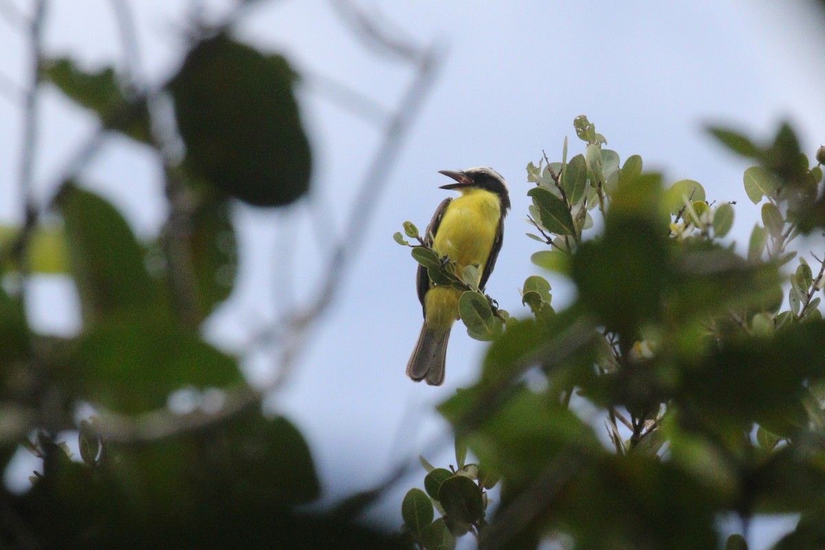 Yellow-throated Flycatcher - ML639212643
