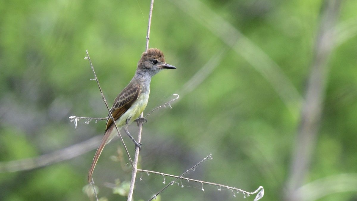 Nutting's Flycatcher - ML639212654