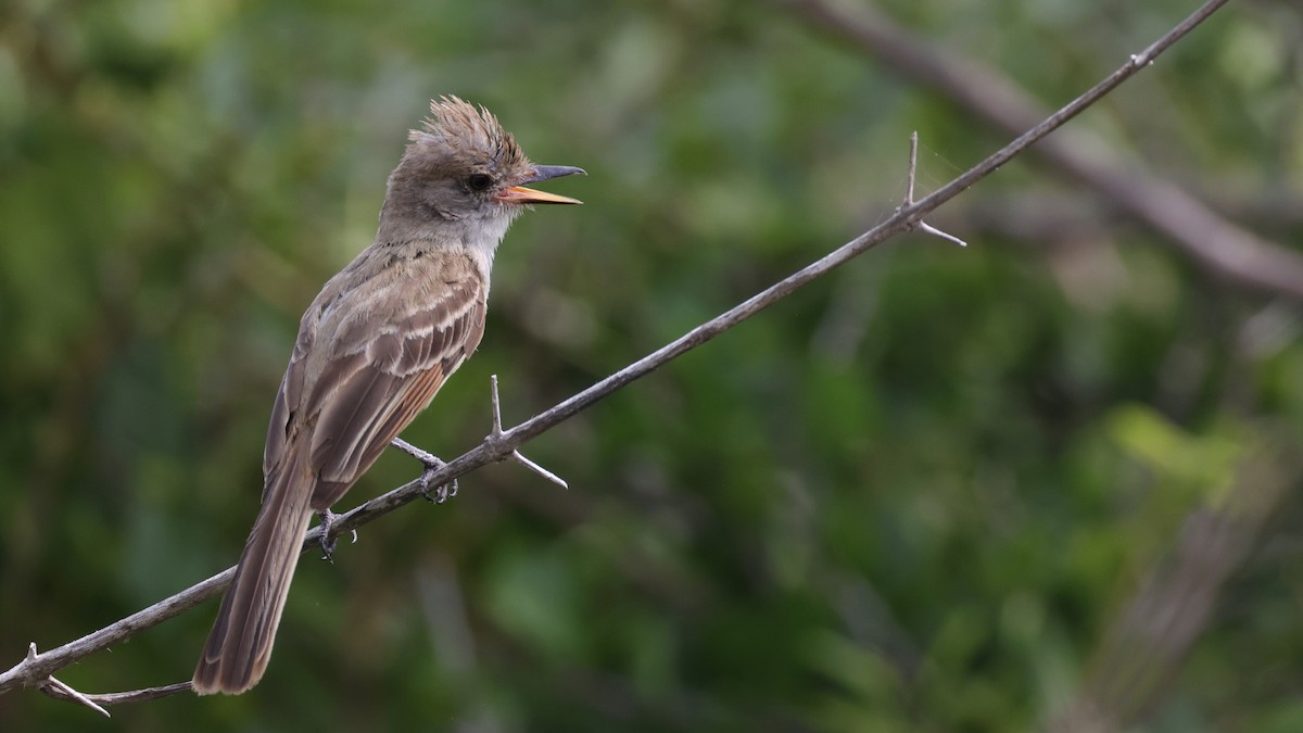 Nutting's Flycatcher - ML639212658