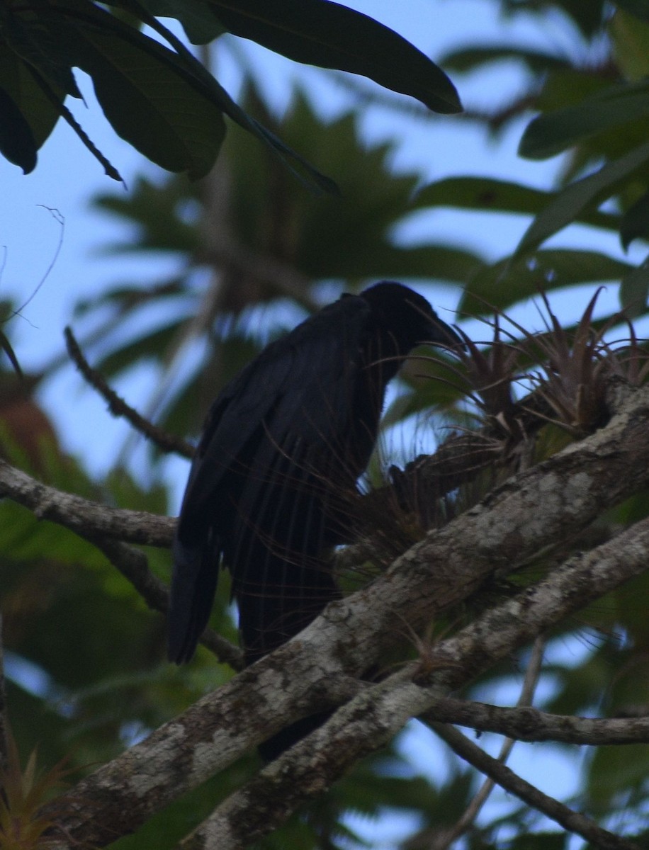 Cuban Crow - ML639212670