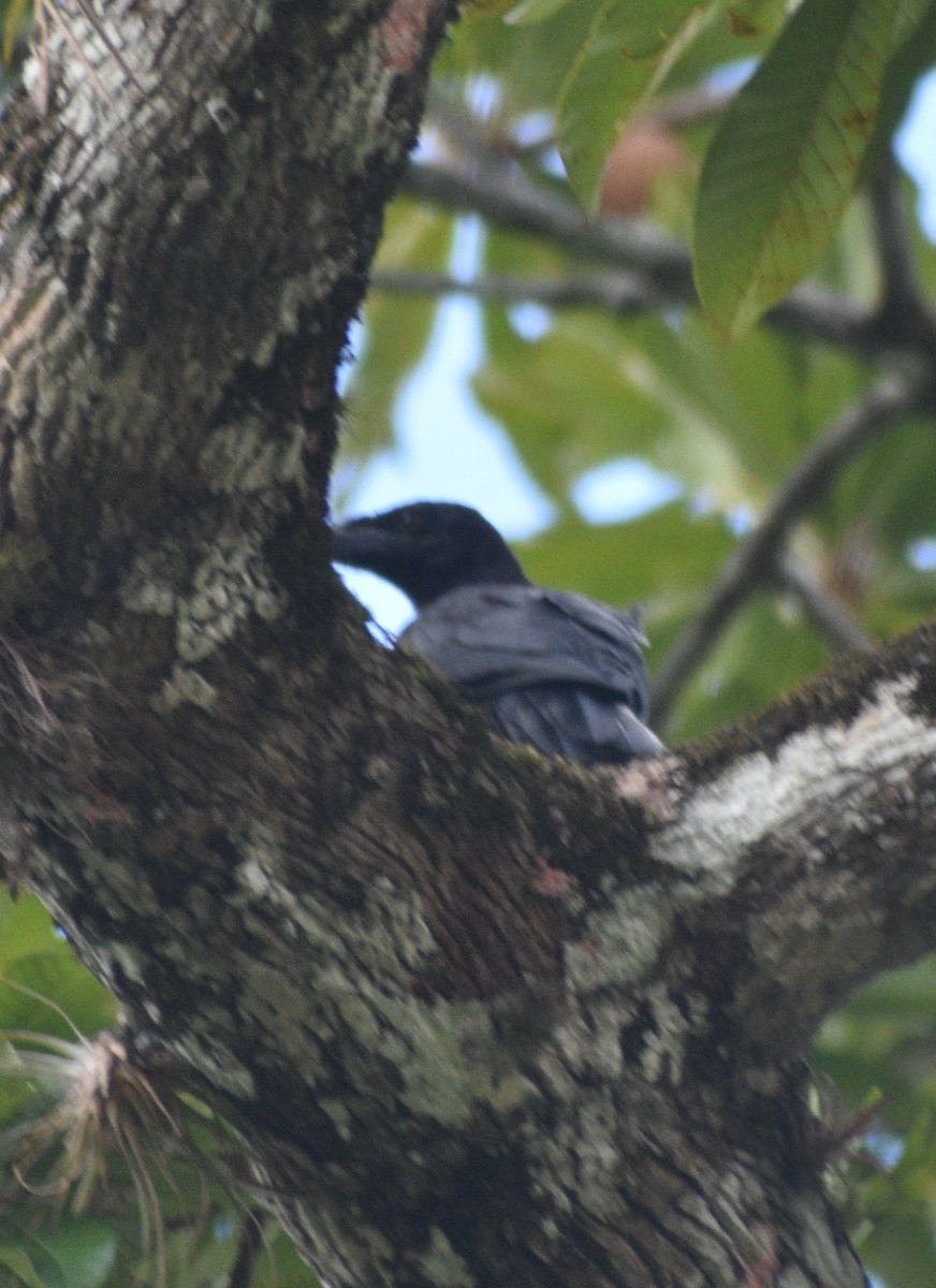 Cuban Crow - ML639212702