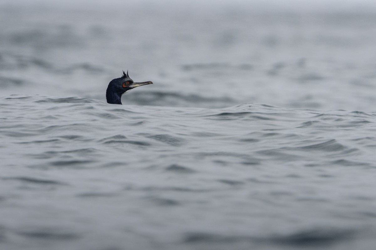 Guanay Cormorant - ML639212771