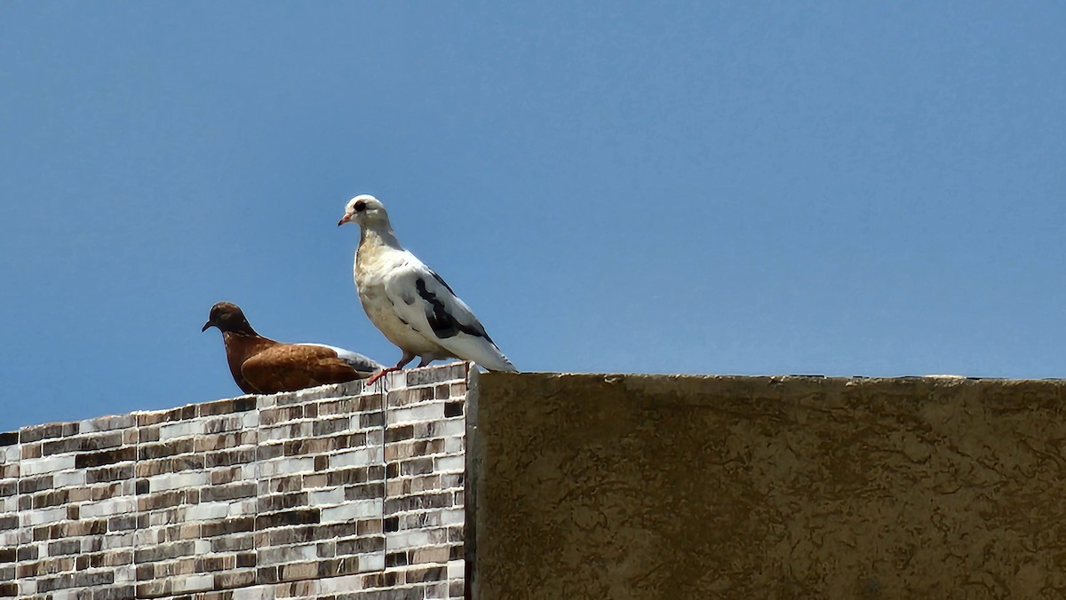 Rock Pigeon (Feral Pigeon) - ML639212829