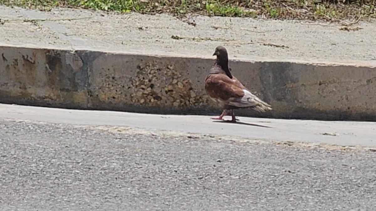 Rock Pigeon (Feral Pigeon) - ML639212832