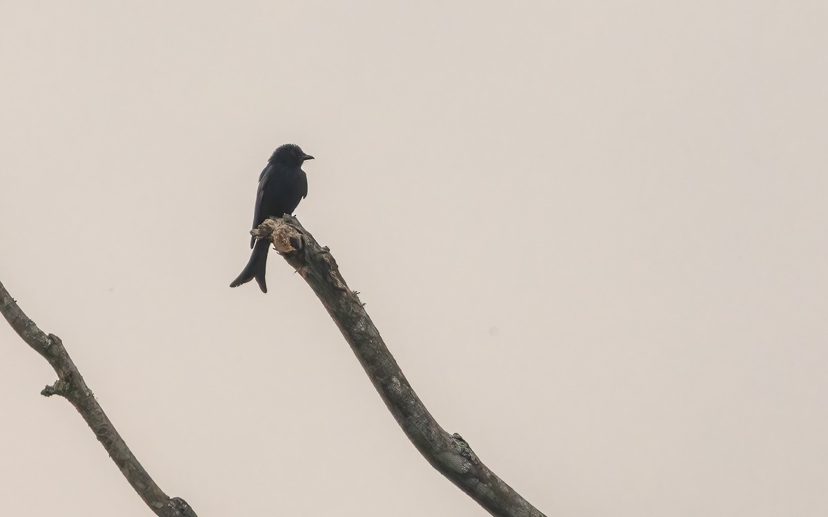 Velvet-mantled Drongo - ML639212833