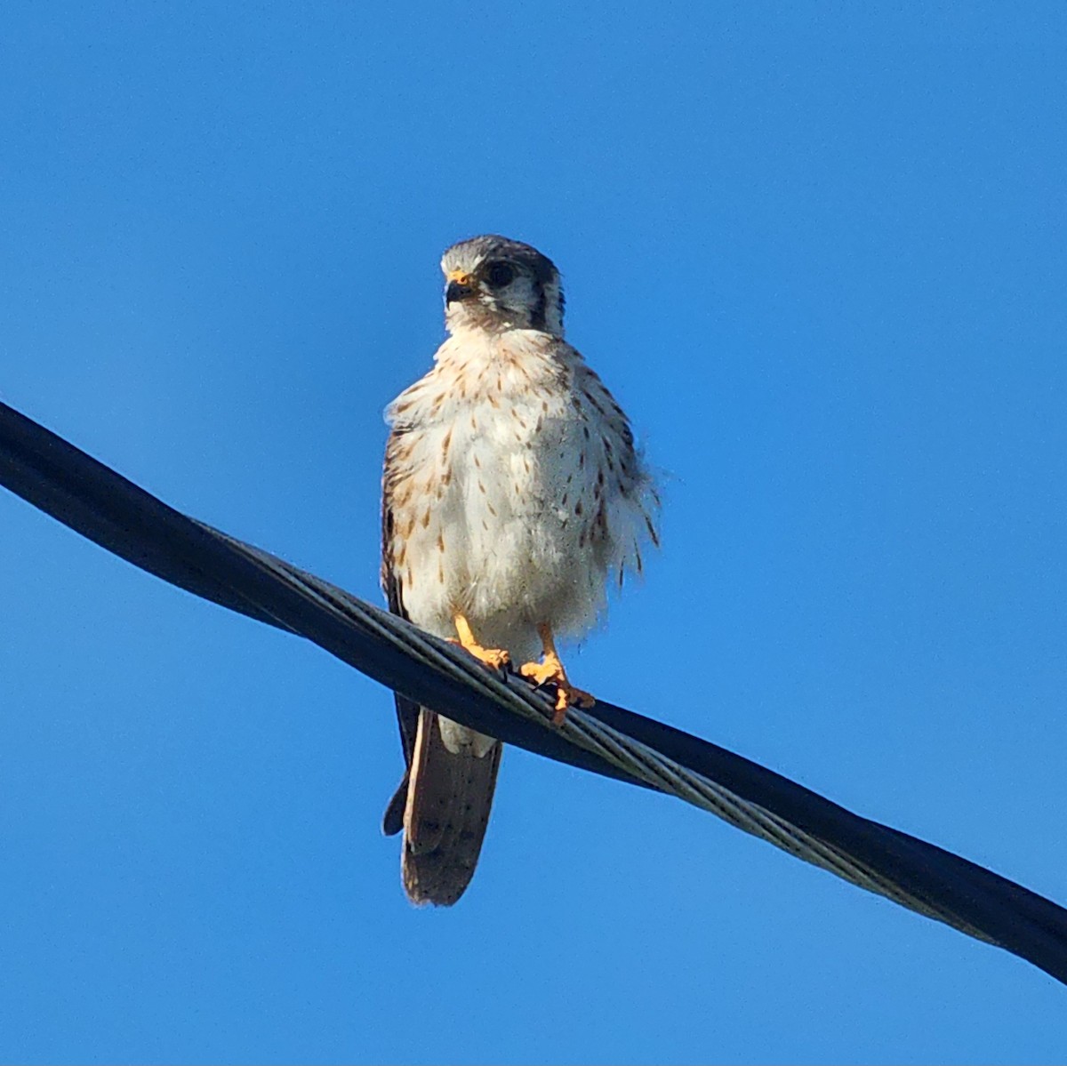 American Kestrel - ML639212846