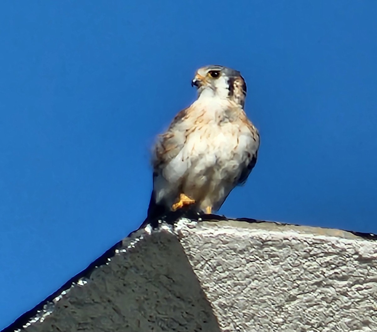 American Kestrel - ML639212853