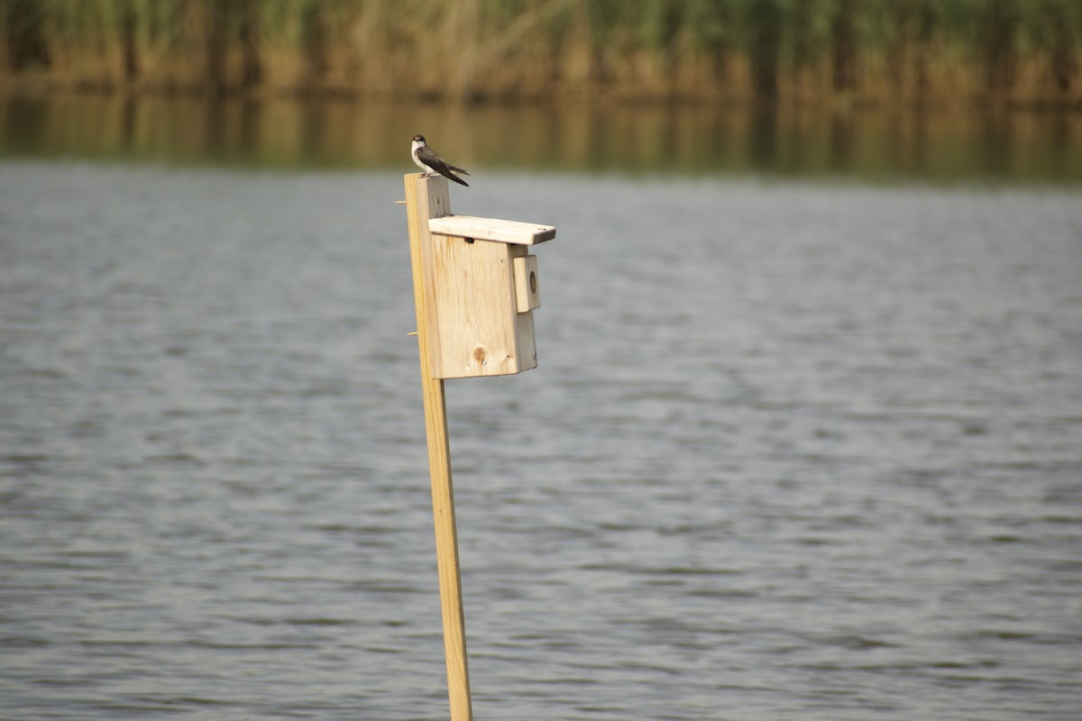 Древесная ласточка - ML639212854