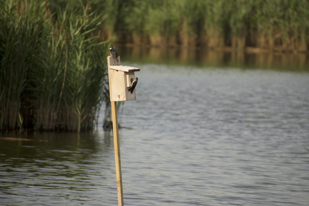 Древесная ласточка - ML639212855