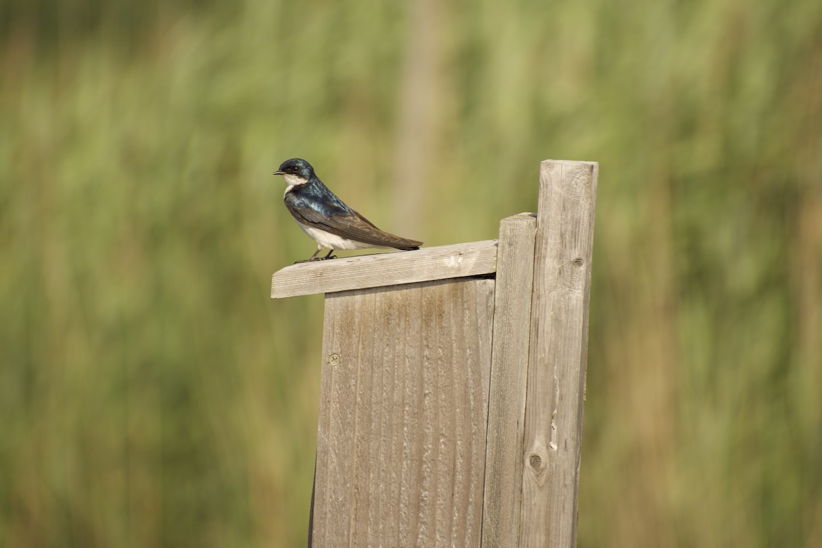 Древесная ласточка - ML639212856