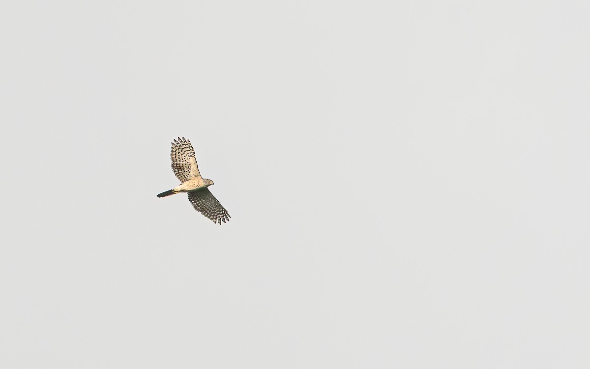 African Goshawk - ML639212882