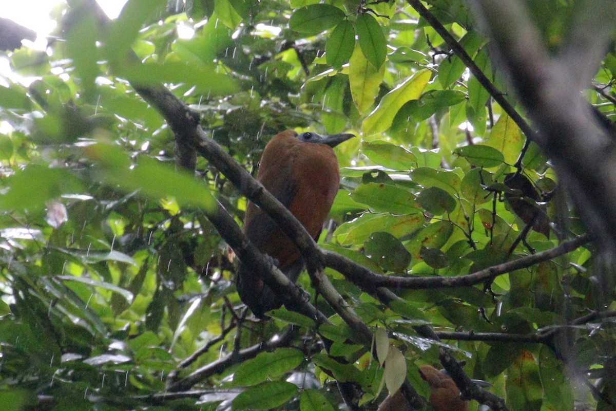 Capuchinbird - ML639212931