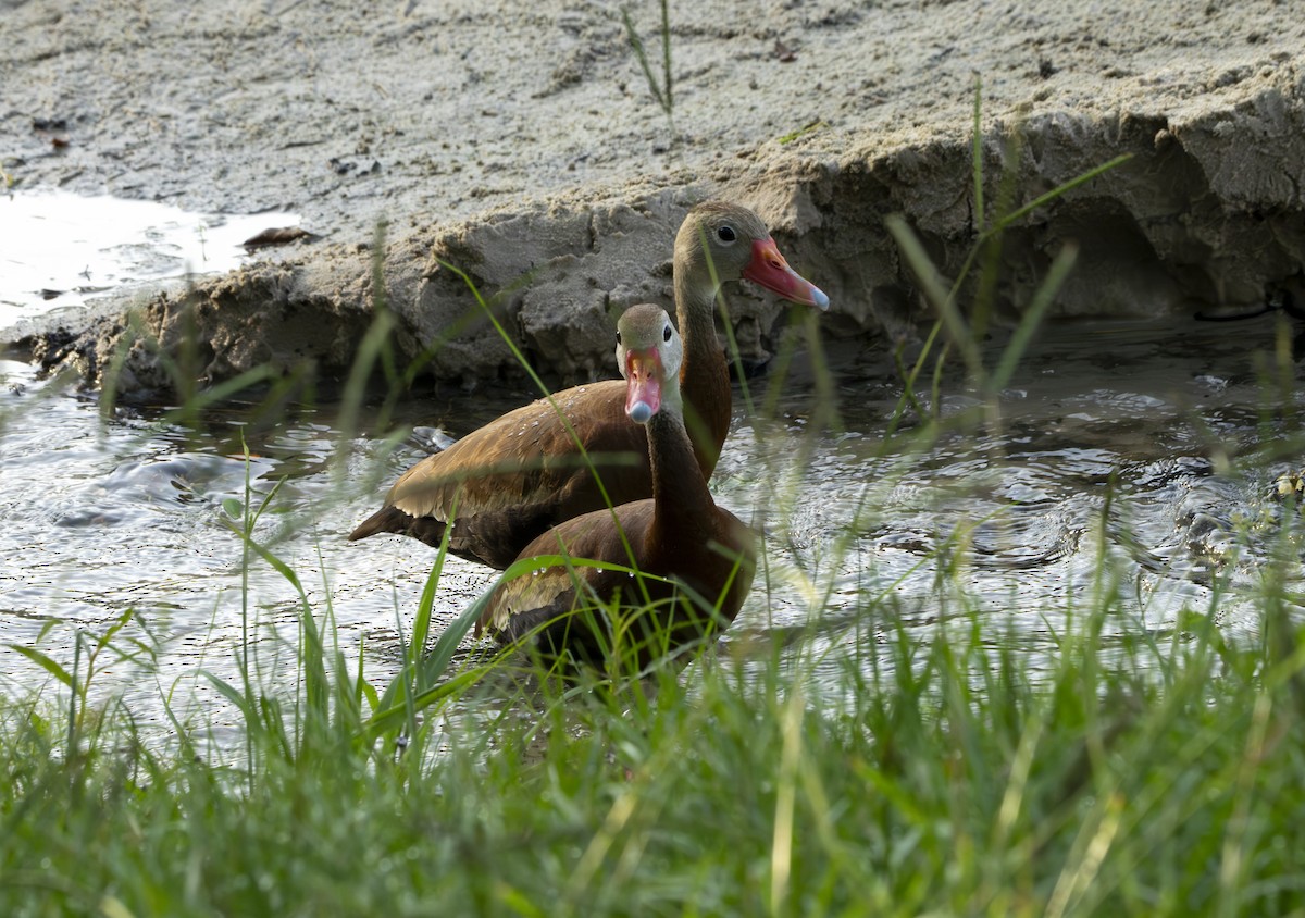 Black-bellied Whistling-Duck - ML639213132