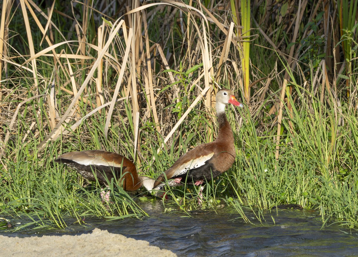 Black-bellied Whistling-Duck - ML639213136