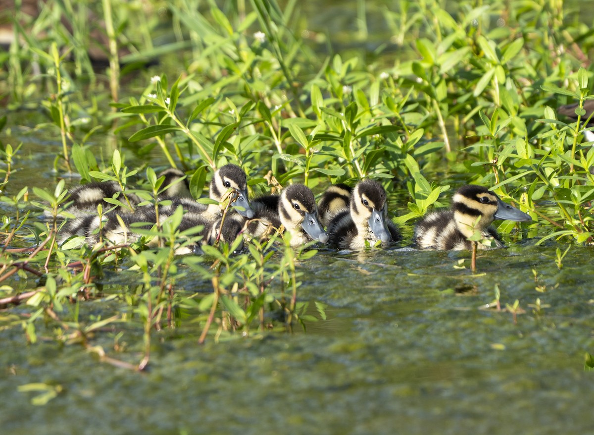 Black-bellied Whistling-Duck - ML639213143