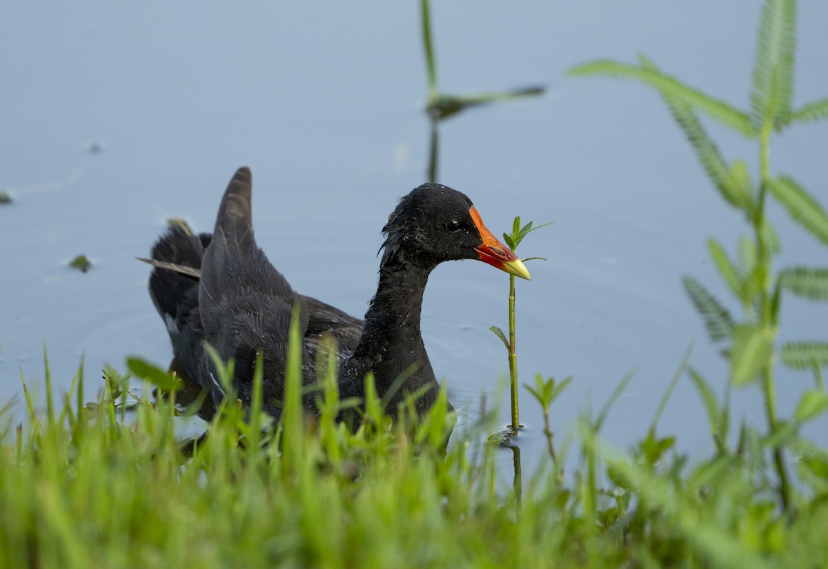 Common Gallinule - ML639213178